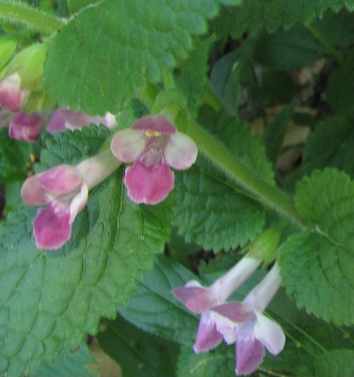 Melittis melissophyllum (Lamiaceae)